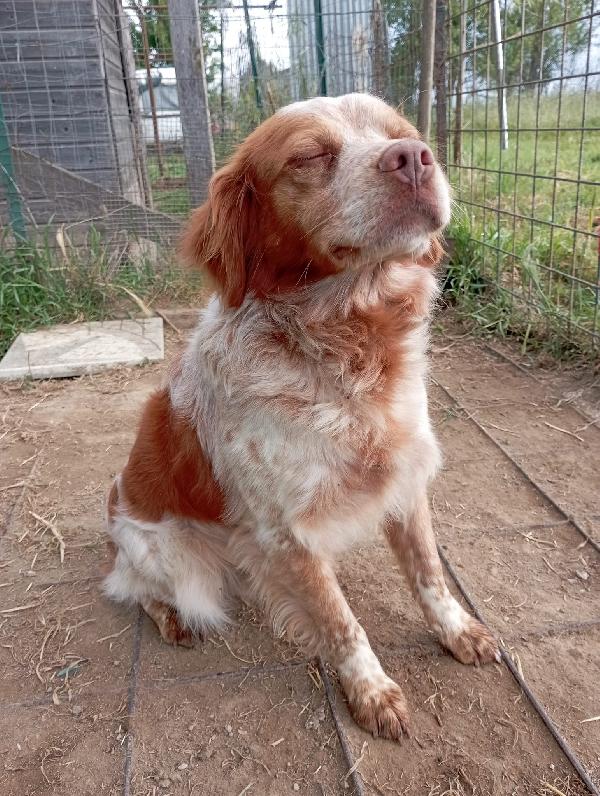 Charlie! Di fronte la fotocamera Charlie si mette in posa... Foto 2